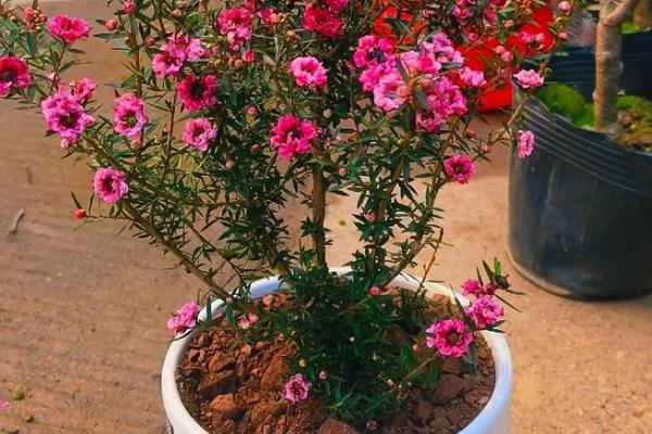 松红梅的养殖方法,喜欢光照充足的环境