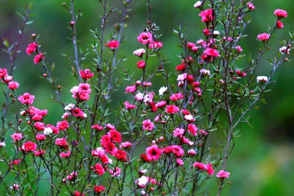 松红梅的养殖方法,喜欢光照充足的环境