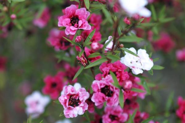 松红梅的养殖方法,喜欢光照充足的环境