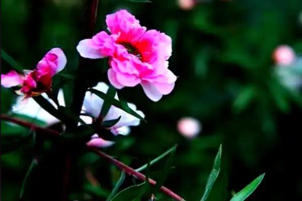 松红梅的养殖方法,喜欢光照充足的环境