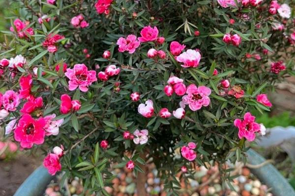 松红梅的养殖方法,喜欢光照充足的环境