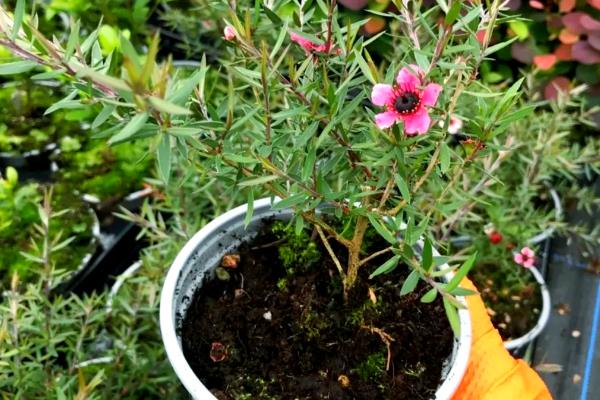 松红梅的养殖方法,喜欢光照充足的环境