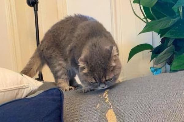 猫咪肠胃不好吃什么,可喂食活性益生菌