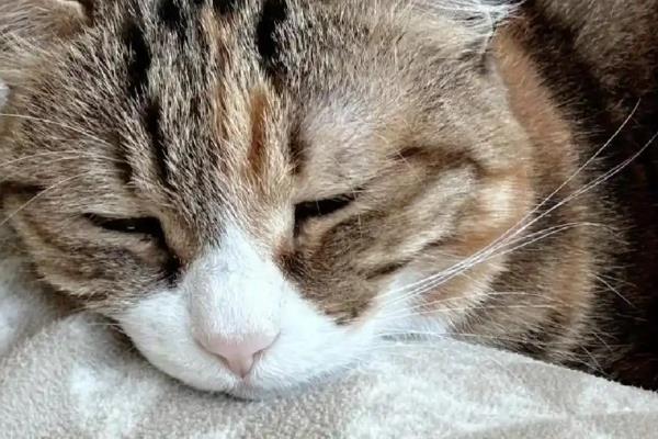 猫咪肠胃不好吃什么,可喂食活性益生菌