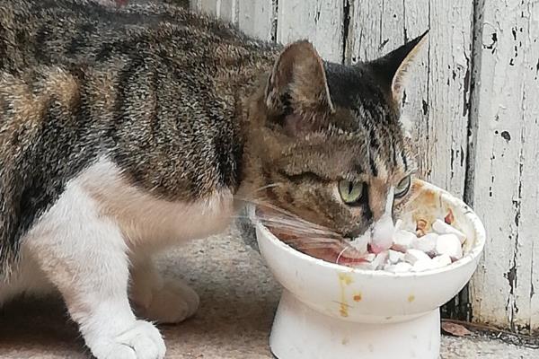 猫咪肠胃不好吃什么,可喂食活性益生菌