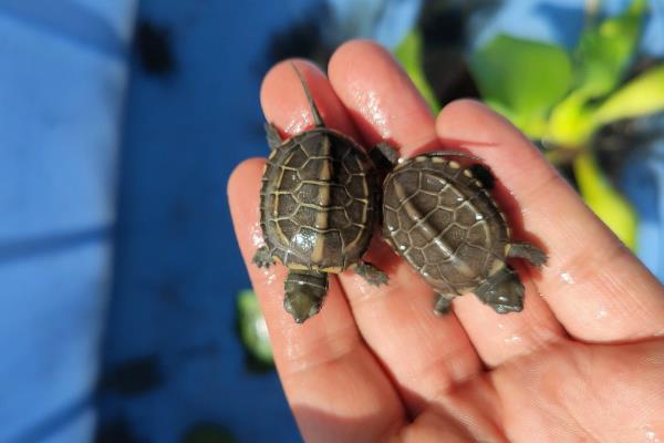 乌龟冬天要冬眠吗，可以根据它们的生长阶段来决定