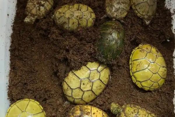 乌龟冬天要冬眠吗，可以根据它们的生长阶段来决定