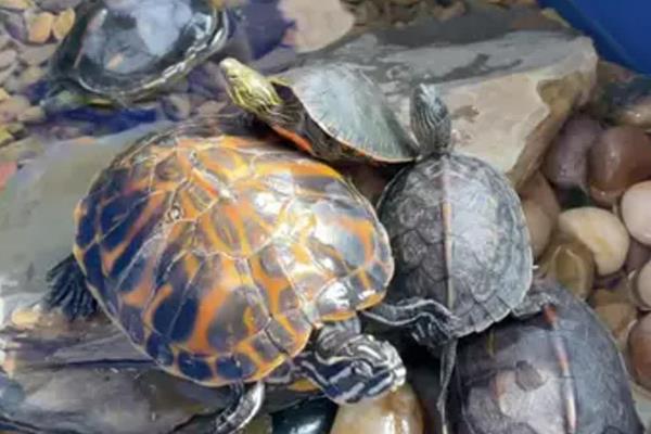 乌龟冬天要冬眠吗，可以根据它们的生长阶段来决定