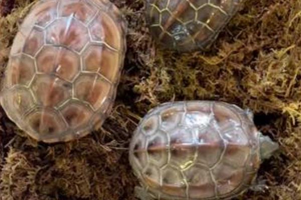 乌龟冬天要冬眠吗，可以根据它们的生长阶段来决定