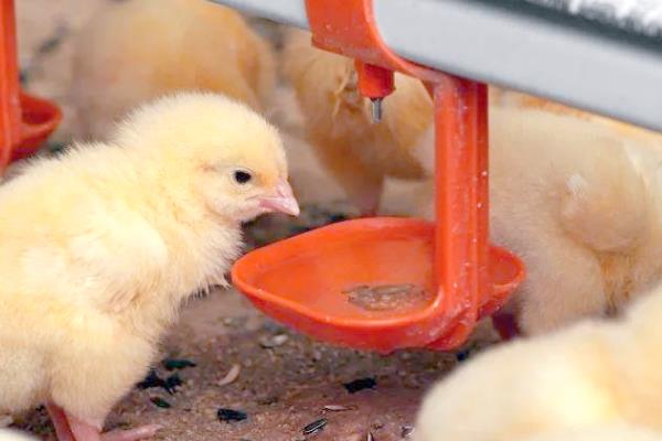 小鸡育雏方法，第一次饮水可饲喂红糖水或葡萄糖水