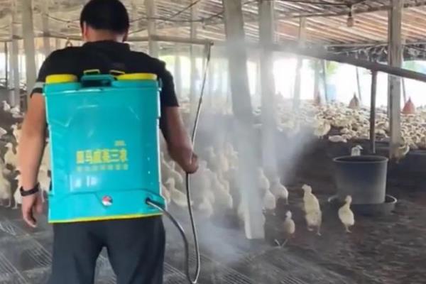 小鸡育雏方法，第一次饮水可饲喂红糖水或葡萄糖水