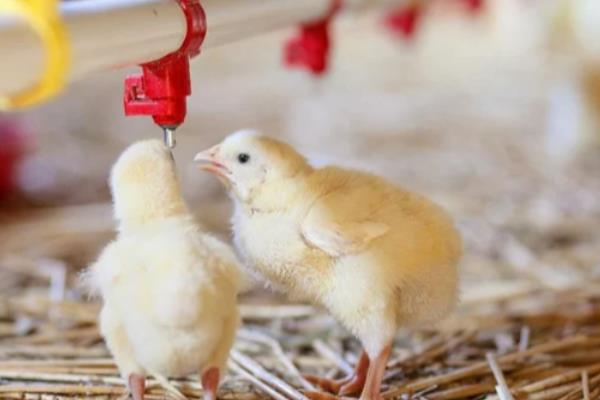 小鸡育雏方法，第一次饮水可饲喂红糖水或葡萄糖水