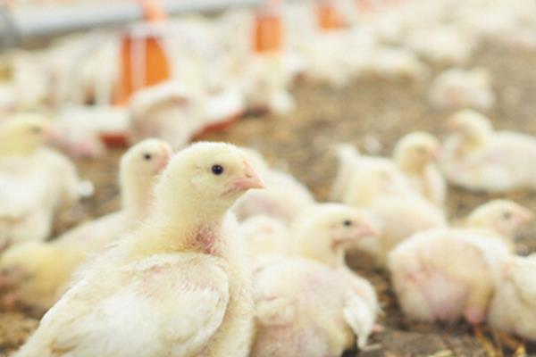 小鸡育雏方法，第一次饮水可饲喂红糖水或葡萄糖水