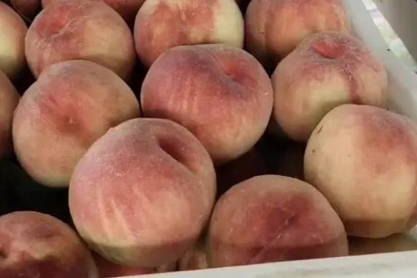 中桃11号的品种特点，是超早熟品种