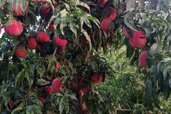中桃11号的品种特点，是超早熟品种