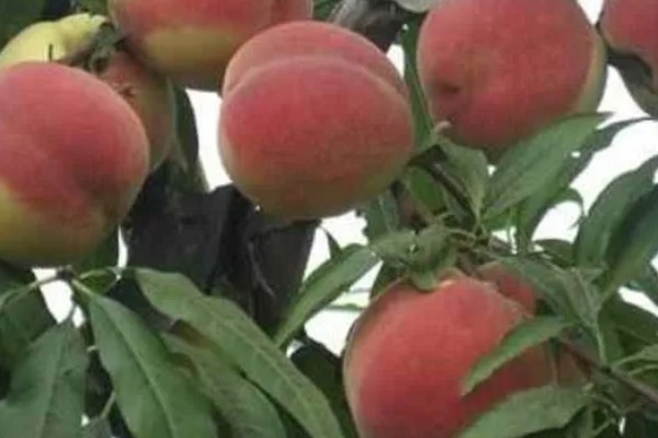 中桃11号的品种特点，是超早熟品种