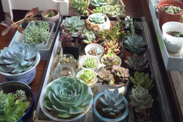 多肉能放卧室养吗，可以放在卧室内养护观赏