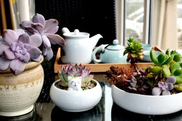 多肉能放卧室养吗，可以放在卧室内养护观赏