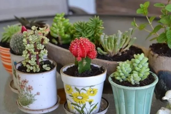 多肉能放卧室养吗，可以放在卧室内养护观赏