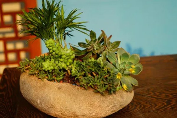 多肉能放卧室养吗，可以放在卧室内养护观赏