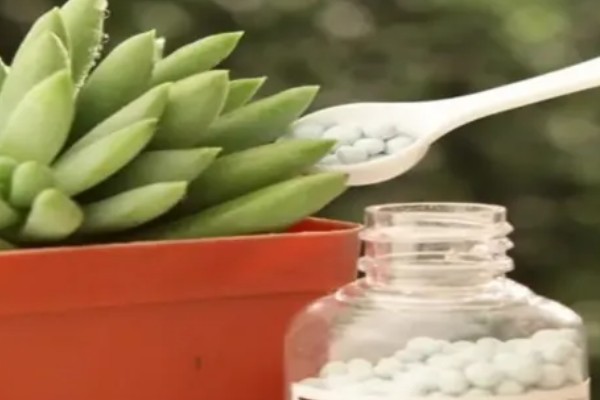 多肉能放卧室养吗，可以放在卧室内养护观赏