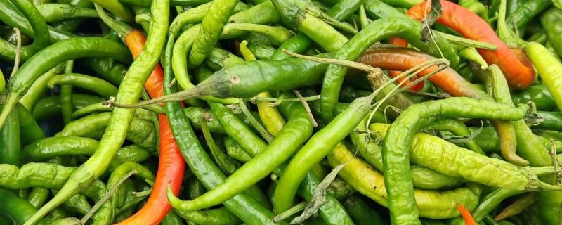 线椒的产地，主要产自西南、华中和西北地区