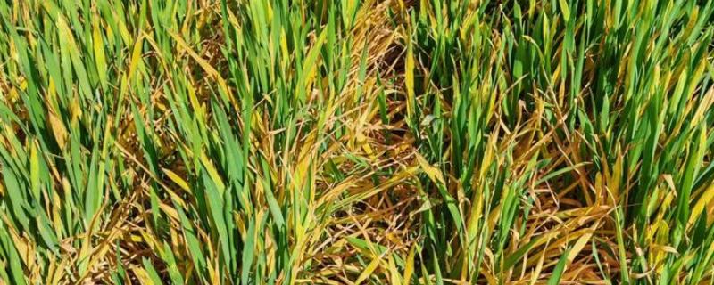 除草剂为什么发生药害，可能是药剂质量差、误用或使用不当等因素所致