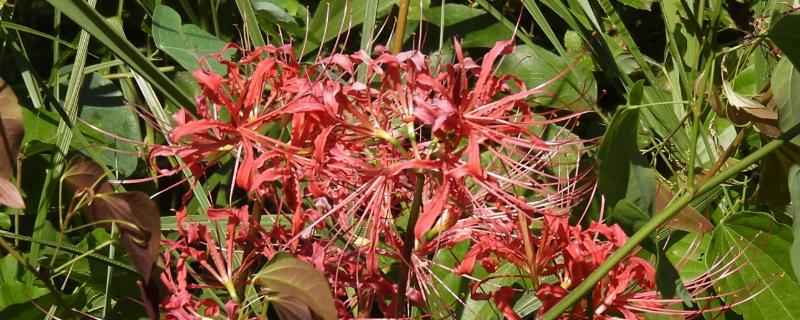 石蒜叶子太长如何解决，把过长的叶片剪短可促进花芽分化