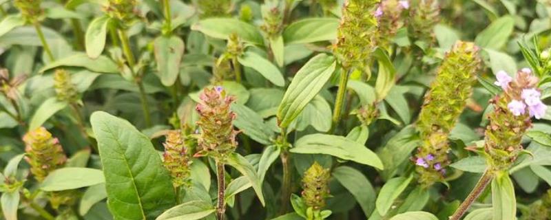 夏枯草的价格，每个地区的价格不同