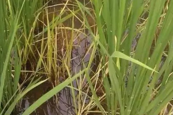 除草剂为什么发生药害，可能是药剂质量差、误用或使用不当等因素所致