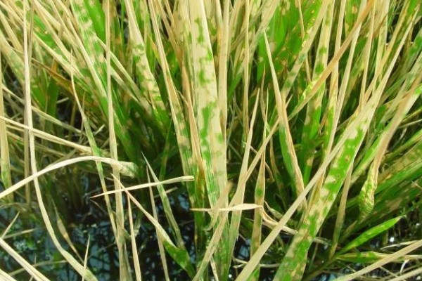 除草剂为什么发生药害，可能是药剂质量差、误用或使用不当等因素所致