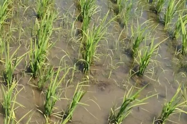 除草剂为什么发生药害，可能是药剂质量差、误用或使用不当等因素所致