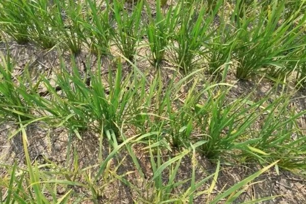 除草剂为什么发生药害，可能是药剂质量差、误用或使用不当等因素所致