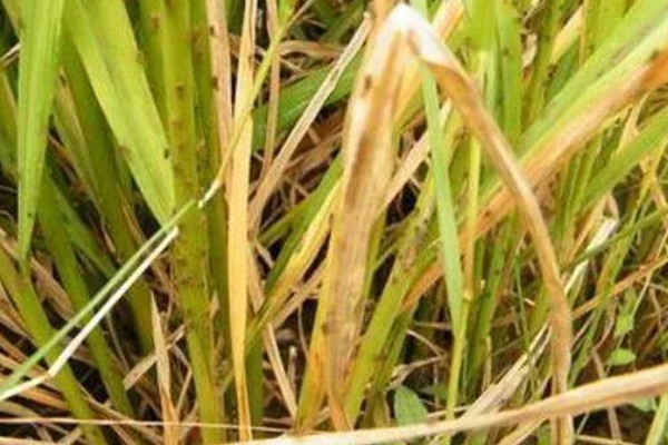 除草剂为什么发生药害，可能是药剂质量差、误用或使用不当等因素所致