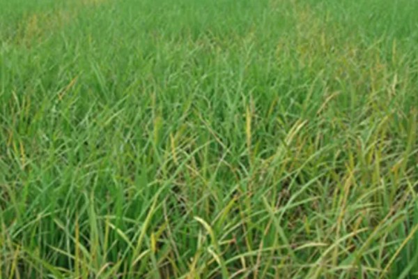 除草剂为什么发生药害，可能是药剂质量差、误用或使用不当等因素所致