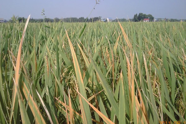 除草剂为什么发生药害，可能是药剂质量差、误用或使用不当等因素所致