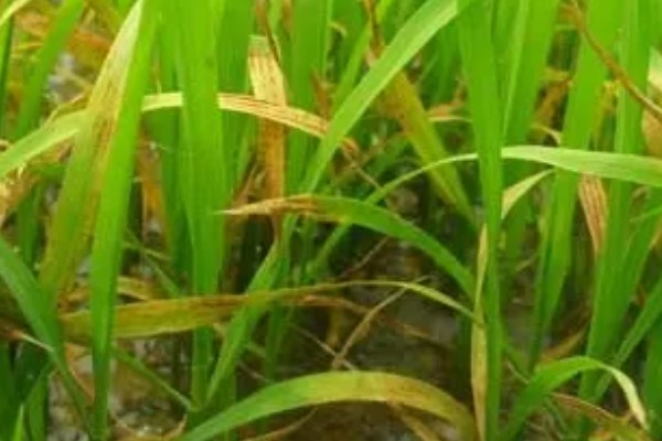 除草剂为什么发生药害，可能是药剂质量差、误用或使用不当等因素所致