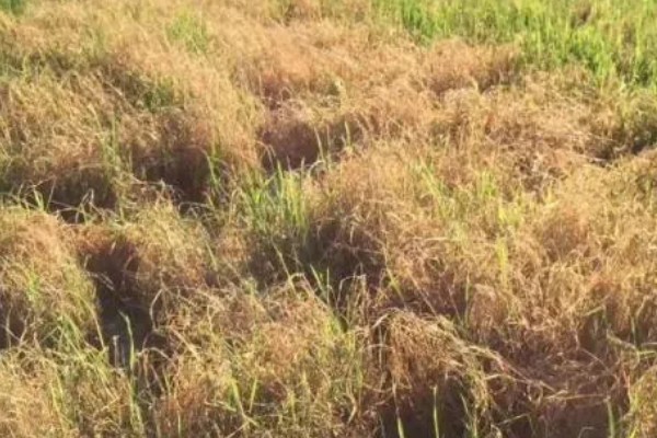 除草剂为什么发生药害，可能是药剂质量差、误用或使用不当等因素所致