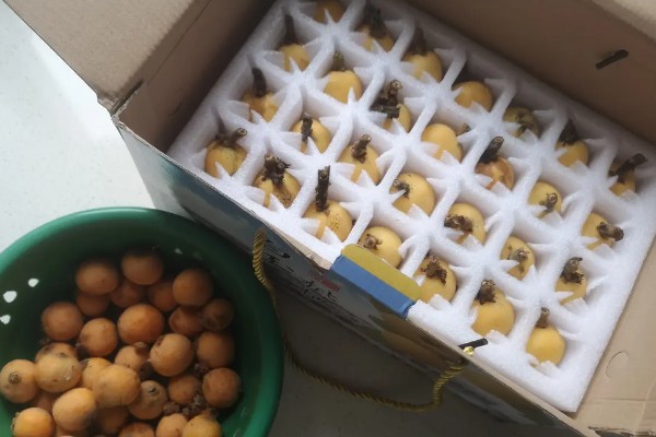 枇杷的催熟方法,与熟透的苹果放在一起会由生转熟