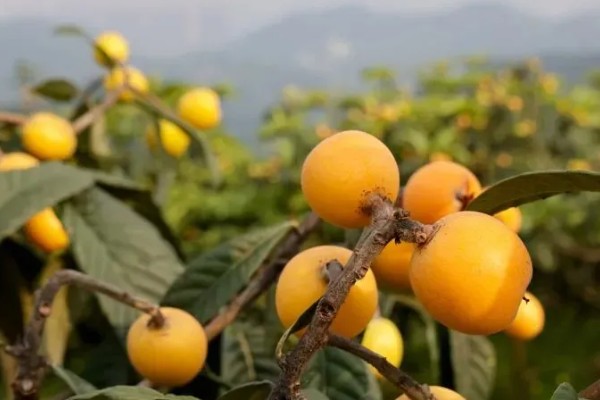枇杷的催熟方法,与熟透的苹果放在一起会由生转熟