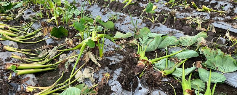 芋头留种子的方式，在留种时需要将种子埋在土壤中