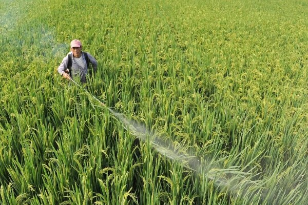 除草剂为什么发生药害，可能是药剂质量差、误用或使用不当等因素所致