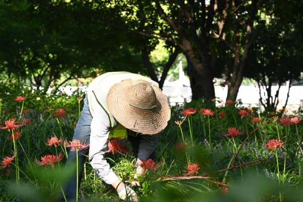 石蒜叶子太长如何解决，把过长的叶片剪短可促进花芽分化