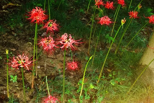 石蒜叶子太长如何解决，把过长的叶片剪短可促进花芽分化