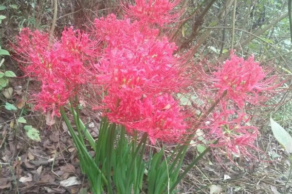 石蒜叶子太长如何解决，把过长的叶片剪短可促进花芽分化