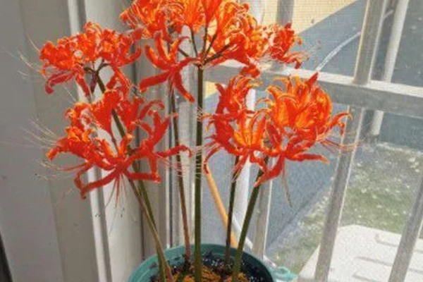 石蒜叶子太长如何解决，把过长的叶片剪短可促进花芽分化