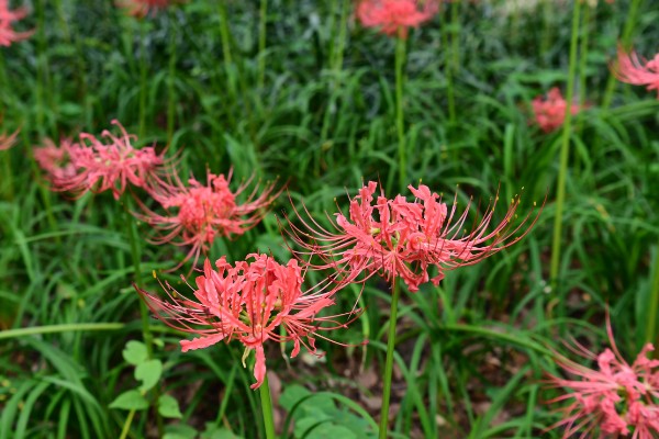 石蒜叶子太长如何解决，把过长的叶片剪短可促进花芽分化