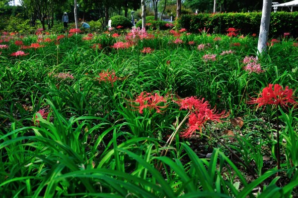 石蒜叶子太长如何解决，把过长的叶片剪短可促进花芽分化