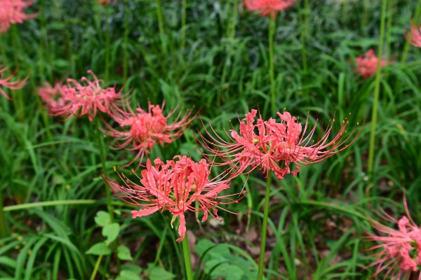 石蒜叶子太长如何解决，把过长的叶片剪短可促进花芽分化