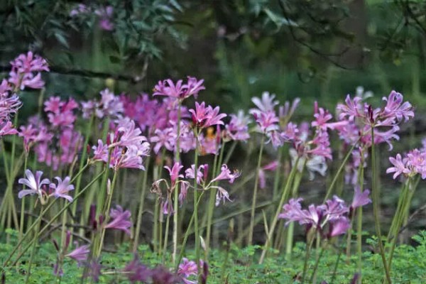 石蒜叶子太长如何解决，把过长的叶片剪短可促进花芽分化